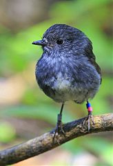 North Island Robin